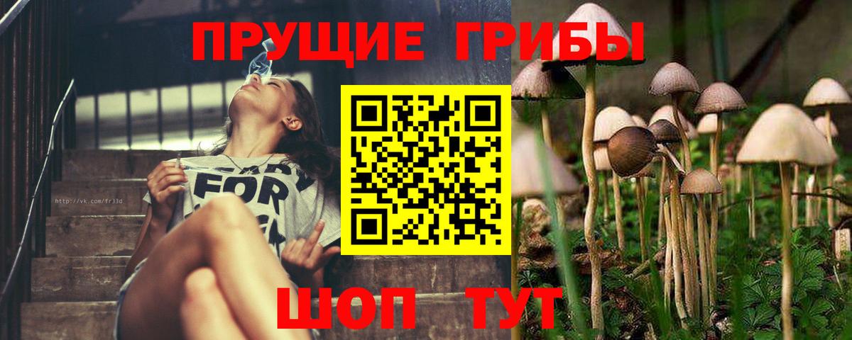 Псилоцибиновые грибы GOLDEN TEACHER  Вход с VPN  Пугачёв  магазин продажи наркотиков  Галлюциногенные грибы Cubensis 